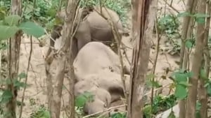 বন্য হাতির মৃত্যু, শোকে কাতর সঙ্গী দাঁড়িয়ে পাশে