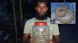 সাপের কামড়ের পর জ্যান্ত রাসেলস ভাইপার ধরে বাড়ি নিয়ে গেলেন যুবক
