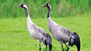 যুক্তরাজ্যের বিলুপ্তপ্রায়  সারসের রেকর্ড প্রজনন
