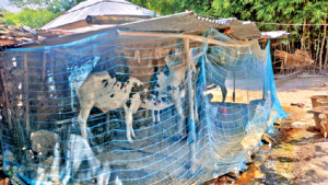 মশার কামড়ে গবাদি  পশুর ‘তিন দিনের  জ্বর’ বাড়ছে