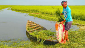 উজানে ফসল রক্ষায় সংকট ভাটিতে তলিয়ে যাওয়ার ঝুঁকি