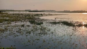 বৃষ্টির পানিতে তলিয়ে গেছে ২ হাজার বিঘা জমির ধান