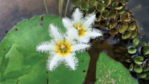 পানচুলিমালা যেন তুষারের ফুল