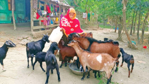 এক ছাগলে বদলে যাওয়া জীবন
