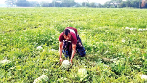 রাউজানে তরমুজের বাম্পার ফলন  ভালো দামে বিক্রি