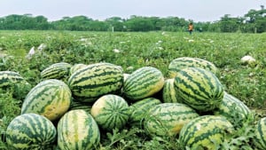 জৈব পদ্ধতিতে তরমুজ চাষ, খরচ কম, স্বাদ বেশি