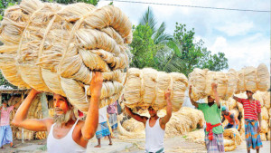 এখনও পুরোদমে চালু  হয়নি পাট রপ্তানি