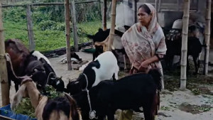 ছাগলের খামারে ছিল স্বপ্ন  এখন অকূলপাথারে