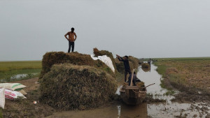 হাওরে ধান কাটায় সীমাহীন দুর্ভোগ