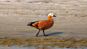 পদ্মার চরের চখাচখি