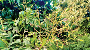 তাপদাহে ঝরছে লিচুর গুটি