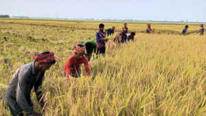 রাণীনগরে ধান কাটার শুরুতেই  লোকসানে কৃষক