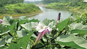 এলাংজানির কূলে কালো ধুতরা