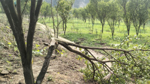 চাঁদা না দেওয়ায় গাছ কেটে পরিবারের সদস্যদের মারধর