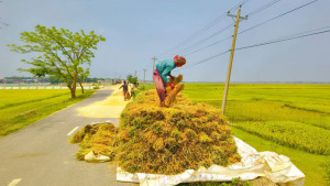 ধানের দাম নিয়ে হাওরজুড়ে হতাশা