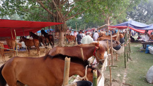 মাঠজুড়ে হরেক নামের  নানা রঙের ঘোড়া