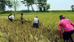 চৈতালি বর্ষণ আর ঢলে বন্যার শঙ্কা দ্রুত ধান কাটতে প্রশাসনের মাইকিং