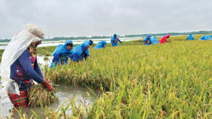 ডুবে গেল কৃষকের সোনালি স্বপ্ন