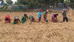 শ্রমিক সংকট, দরপতনের পর বৃষ্টিতে তলিয়ে যাচ্ছে কৃষকের স্বপ্ন