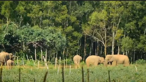 খাবারের খোঁজে লোকালয়ে হাতি, ক্ষতিগ্রস্ত কৃষক
