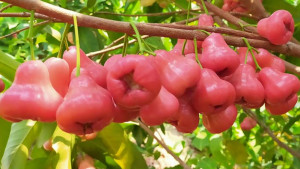 গরমে জামরুল খেলে যে ৫ উপকার পাবেন