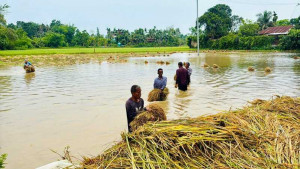 খাগড়াছড়িতে কালবৈশাখী ও পাহাড়ি ঢলে ক্ষতিগ্রস্ত ৮৩২ হেক্টর ফসলি জমি