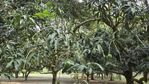 সাতক্ষীরার কোন আম কবে বাজারে আসছে