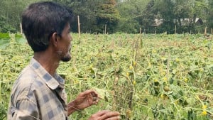 কৃষকের ৬০০ ফলন্ত গাছের গোড়ায় শত্রুতার কোপ