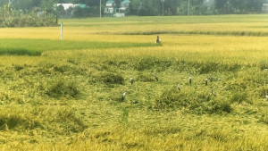 চলনবিলে শ্রমিক সংকট, নুয়ে পড়া ধান কাটতে বাড়তি খরচ