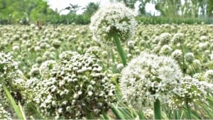 উত্তরে নতুন সম্ভাবনা