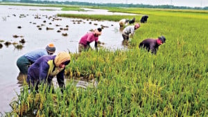 বন্যার আভাস, শ্রমিক ও যন্ত্র সংকটে কৃষকরা আতঙ্কে
