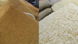 ৩ মে থেকে ধান ও গম এবং ১৫ মে থেকে চাল সংগ্রহ শুরু