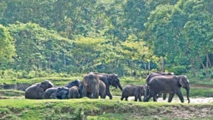 মামলা হয়, বিচার হয় না হাতি হত্যার