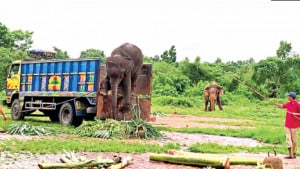 সাফারি পার্ক ঘুরে হাতি দুটি অবশেষে মালিকের জিম্মায়