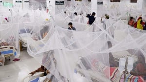এক দিনে হাসপাতালে ভর্তি ৫৩০ ডেঙ্গু রোগী