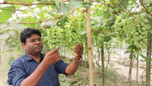 কৌতূহল ছাপিয়ে আঙুরে  সাফল্য রুহুলের