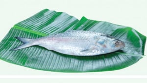 এক ইলিশের দাম ১০ হাজার ৫৫০ টাকা