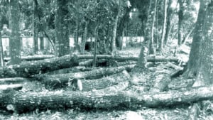 টেন্ডার ছাড়াই বিক্রি স্বাস্থ্য কমপ্লেক্সের গাছ