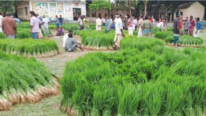 মৌসুমের শুরুতেই আমনের চারার বাড়তি দাম