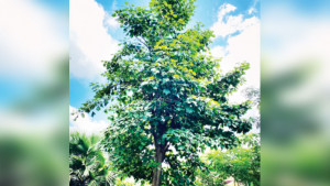 কারাম বৃক্ষের খোঁজে