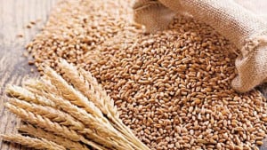 উৎপাদন ৩৩ হাজার টন গম এরপরও গুদাম শূন্য