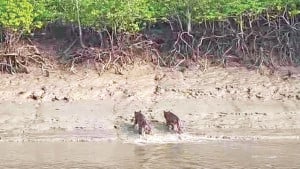 সুন্দরবনের প্রাণীদের মধ্যে স্বস্তি ফিরেছে