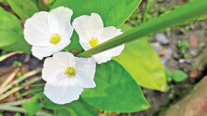 অ্যাকুয়ারিয়ামের সবুজ সৌন্দর্য