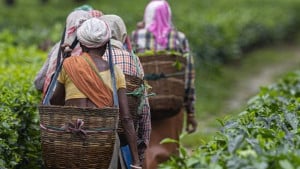 অধিকার ও স্বীকৃতির লড়াইয়ে আদিবাসী চা শ্রমিক গোষ্ঠী