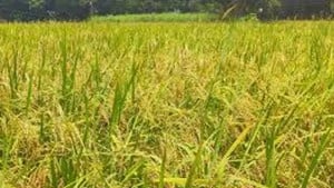 আউশের দাম নিয়ে হতাশ কৃষক