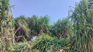 সেন্টমার্টিনে কেয়াগাছ কেটে রিসোর্ট নির্মাণ, দুইজনের বিরুদ্ধে মামলা