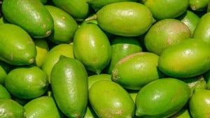 পাবনায় লেবুর কেজি ২০০ টাকা