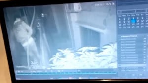 মাঝরাতে গ্রিল কেটে ফ্ল্যাটে চোর, বড় ক্ষতি থেকে বাঁচাল পাশের বাড়ির কুকুর