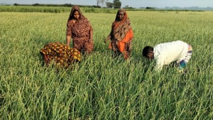 কেন্দ্রে যাওয়ার প্রস্তুতি কৃষি শ্রমিকদের