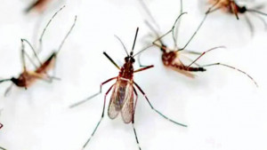 ওষুধ নিয়ে প্রশ্ন, কার্যকারিতা পরীক্ষা হবে